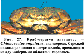 ���. 27